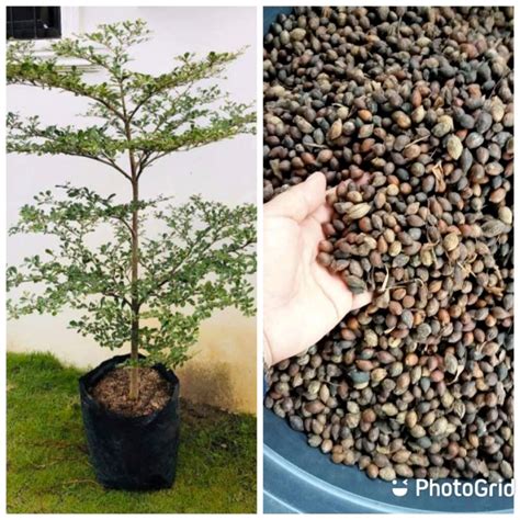 Talisay / Terminalia catappa / Indian Almond / Lan ren .